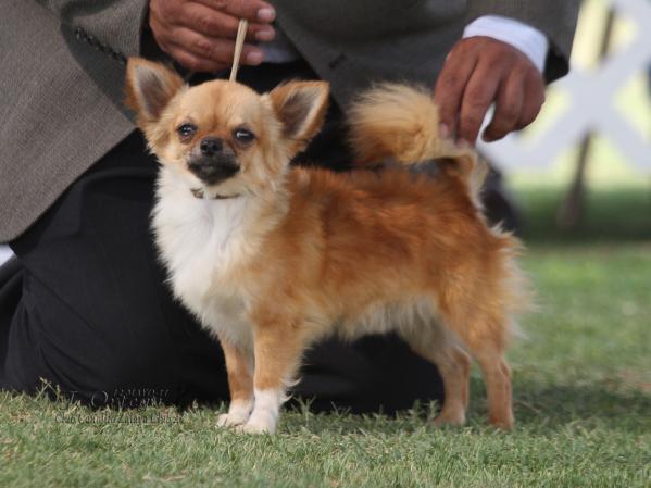 Yios Koda (Ceballos) | Chihuahua 