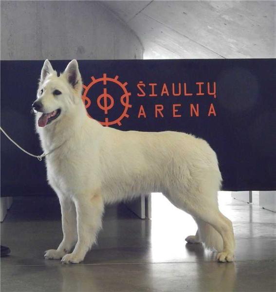 Warra Royal Dream Moon Angel | White Swiss Shepherd Dog 