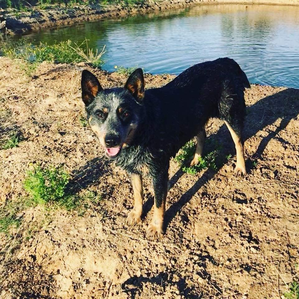 KOMBINALONG SUPER MAKA MAKA | Australian Cattle Dog 