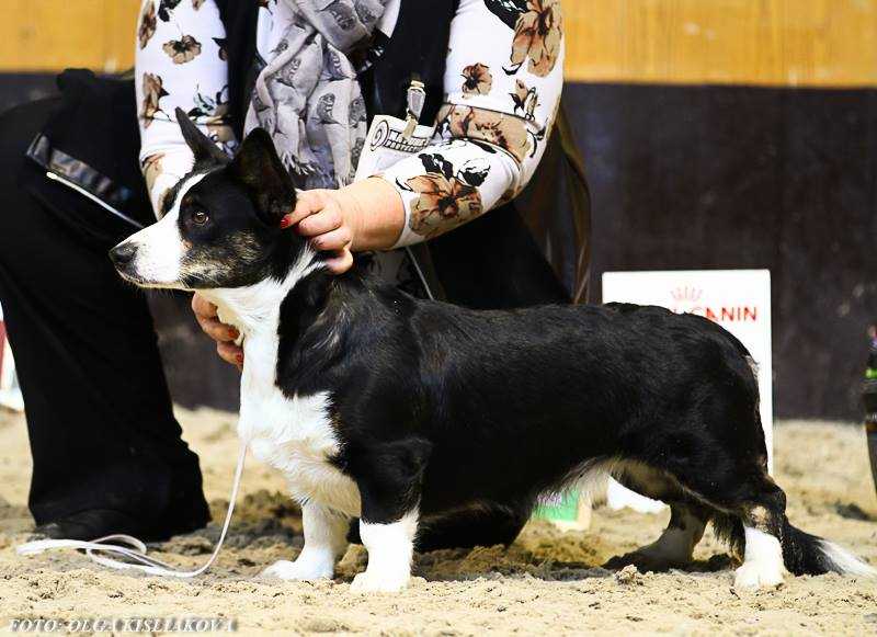 Zonenvelt Everythings In Your Hands | Cardigan Welsh Corgi 