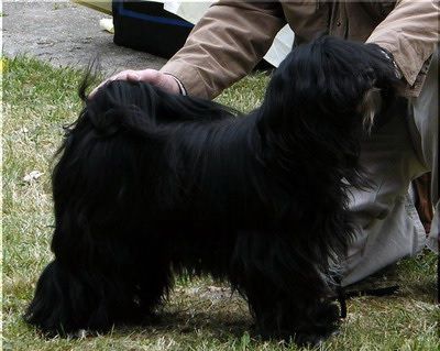 QUINTA VON SHANGRI-LA | Tibetan Terrier 