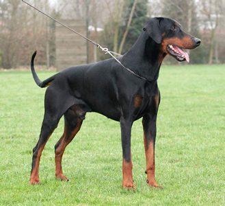 Zarek v. Warringhof | Black Doberman Pinscher