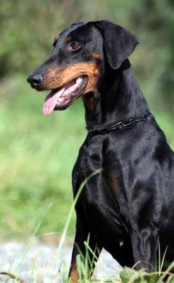 Zara v. Warringhof | Black Doberman Pinscher