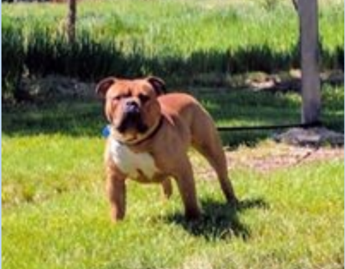 West River's Winston Hugo Ultimus | Olde English Bulldogge 