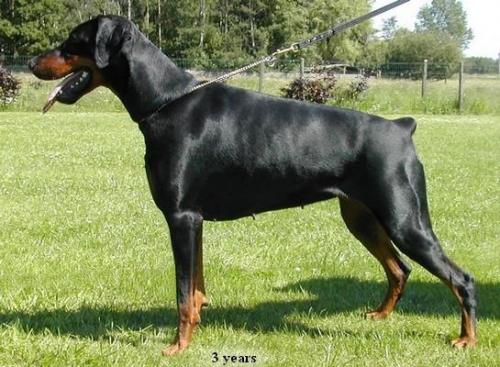 Ramonburg's Berenike | Black Doberman Pinscher