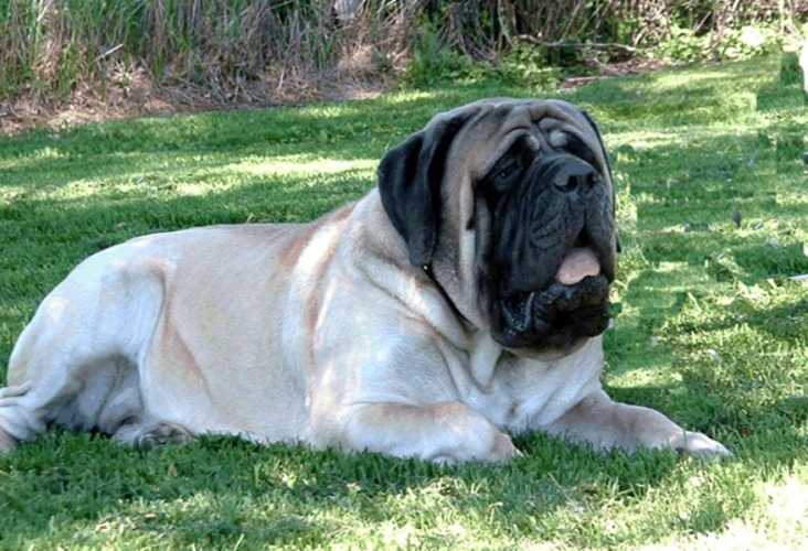 Greiner Hall Stone Wall | Mastiff 