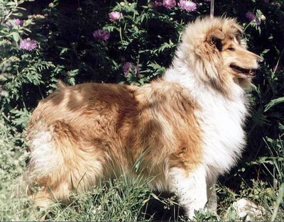 NYITRAMENTI LOGARITHM | Rough Collie 