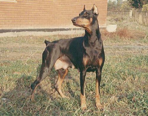 Fixie v. Finn-Heide | Black Doberman Pinscher