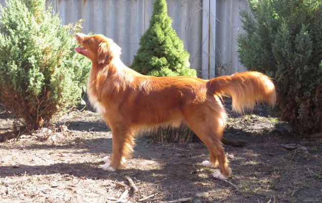 Fire Shadow Sight of The Winner | Nova Scotia Duck Tolling Retriever 