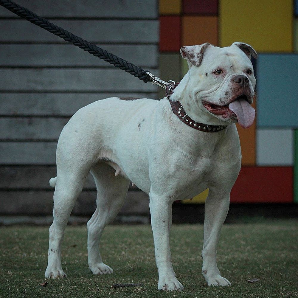 Chinga Tu Madre | American Bulldog 