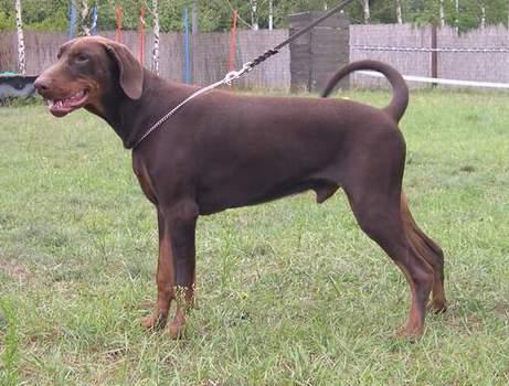 Cerus v. Mahuba | Brown Doberman Pinscher