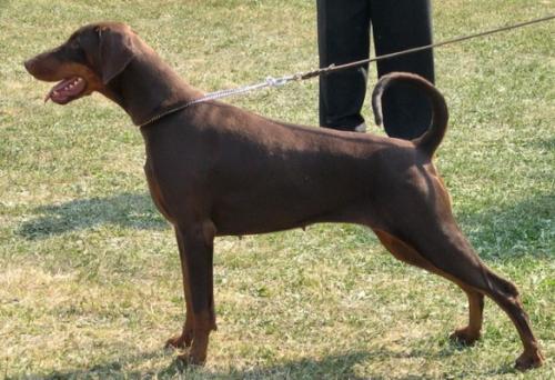 Czacza v. Mahuba | Brown Doberman Pinscher