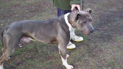 Attomoy Kiwi Connection | American Staffordshire Terrier 