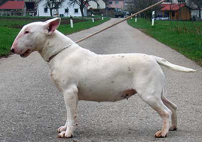 German Hope von der Alten Veste | Bull Terrier 