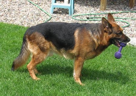 Blitz von Batu | German Shepherd Dog 