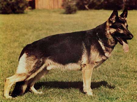 Valdo vom Gigantenhaus | German Shepherd Dog 