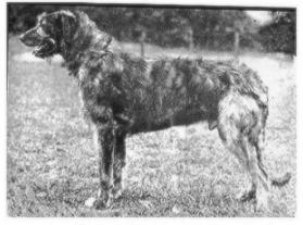 Felixstowe Killone | Irish Wolfhound 
