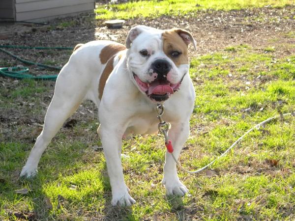 DSK's Jamie 2 | Olde English Bulldogge 