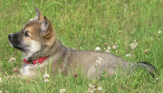 Tuulenpuuskan Oskadis | Icelandic Sheepdog 