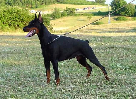 Ramona Rashi del Citone | Black Doberman Pinscher