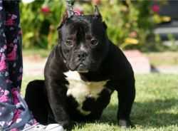 Ironkast King Lycan | American Pit Bull Terrier 