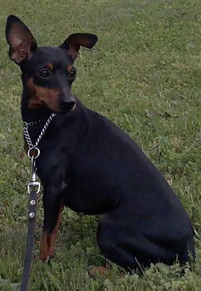 ROLKA VIOLA spod Katedry | Miniature Pinscher 