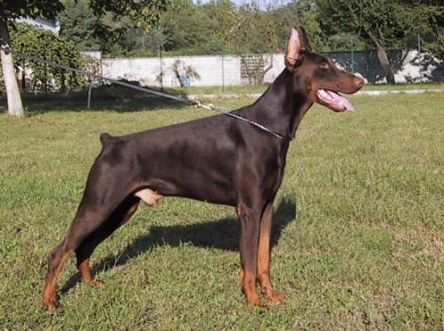 Uberstein d'Islamorada | Brown Doberman Pinscher