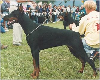 Gravin Unita v. Neerlands Stam (NHSB 1615646) | Black Doberman Pinscher