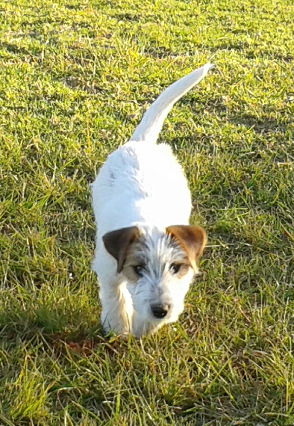 Hoëveld Peter of Malamala | Jack Russell Terrier 