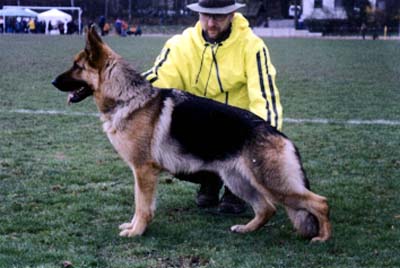 Kira von den Maibuchen | German Shepherd Dog 