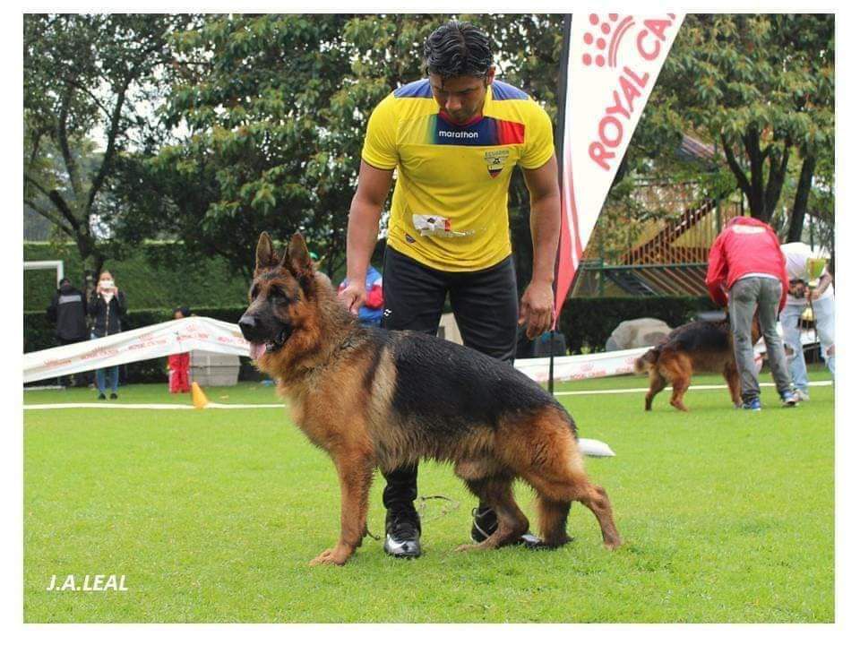 Ares de Casa Crespo | German Shepherd Dog 