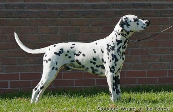 Stocklore Wizard of the Forrest | Dalmatian 