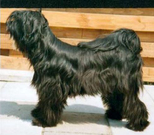 Q`SHANGRILA SACHYI VON NAMA-SCHU | Tibetan Terrier 