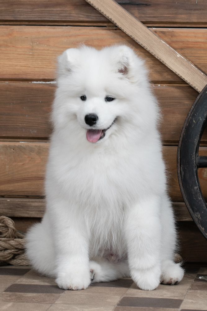 BELYI VOLK DOBRYNYA | Samoyed 