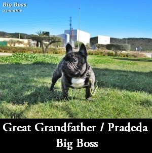 Big Boss | French Bulldog 