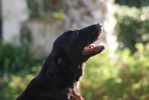 Graceful Kind of Lady Flat da Quinta da Bruma | Flat-Coated Retriever 