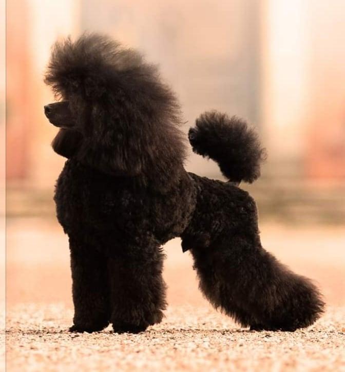 Nummenpään Born To Dream High | Poodle 