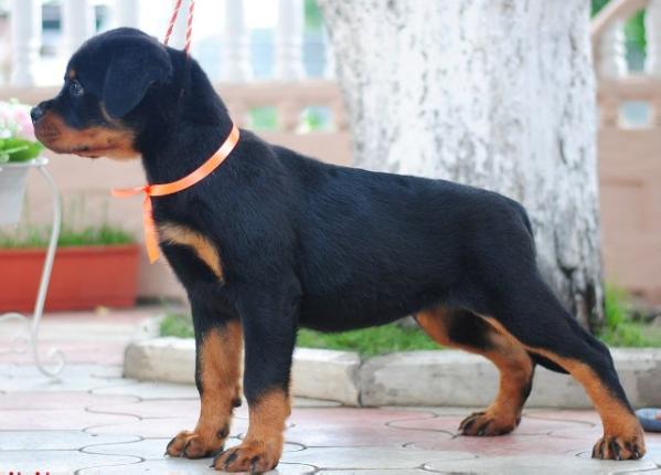 Nikita Lug De Burg | Rottweiler 