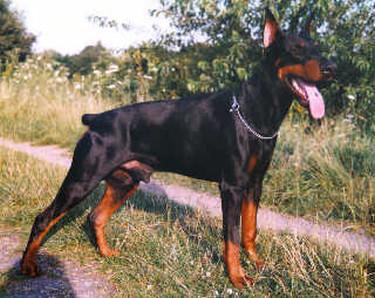 Jonas v. Haus Weissenberger | Black Doberman Pinscher