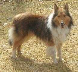 SAMMIE SIOUX PANKONIN FARM | Shetland Sheepdog 