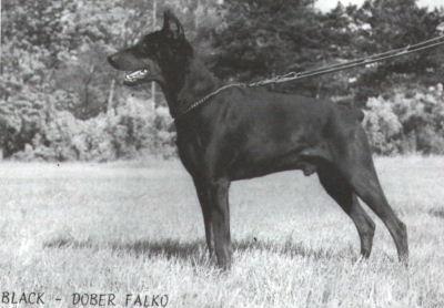 Black-Dober Falko Max | Black Doberman Pinscher