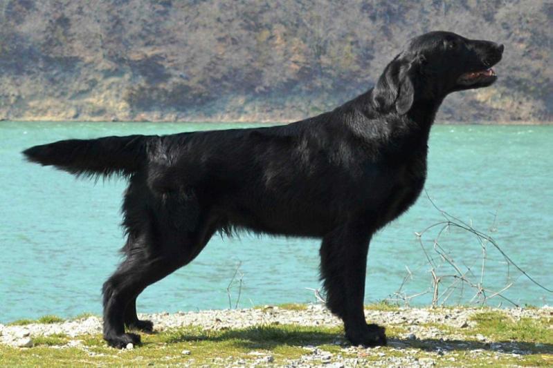 Bersifjor Aina Voittaa For Blyz | Flat-Coated Retriever 