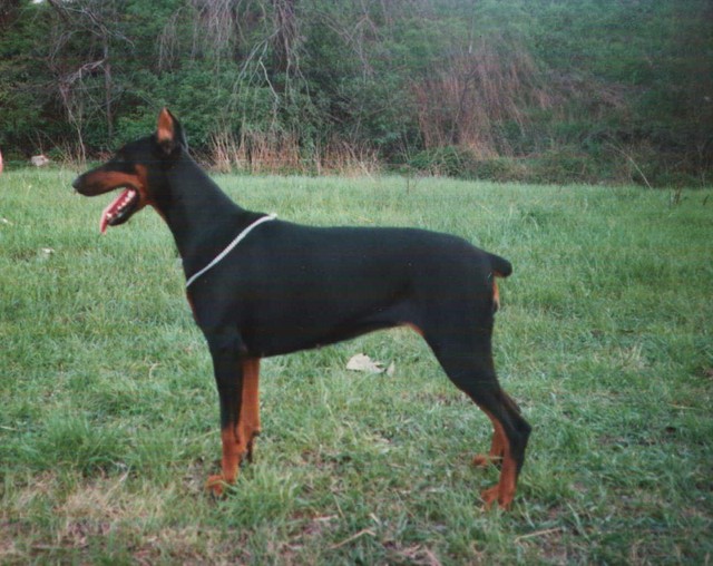 Diamond Andrea | Black Doberman Pinscher