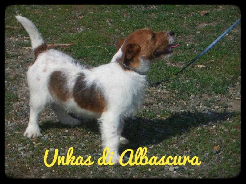 Unkas di Albascura | Jack Russell Terrier 