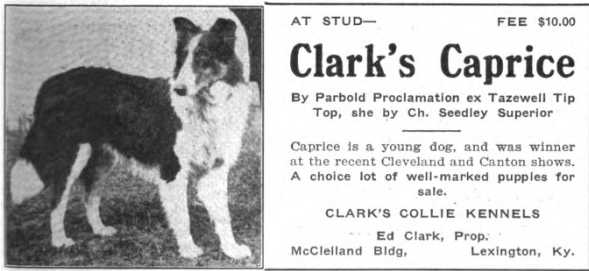 Clark's Caprice 174983 | Rough Collie 