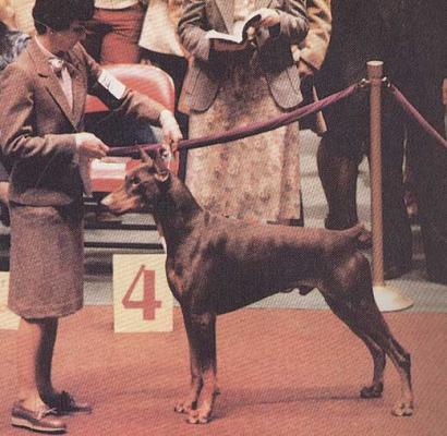 Pajant's Encore v. Rockelle | Brown Doberman Pinscher