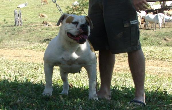 Fennix JDJ da Terra de Santa Cruz | American Bulldog 