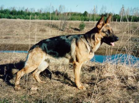 Fearless Heart Lorel | German Shepherd Dog 