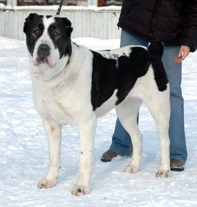 Sary Shaitan Urenga | Central Asian Shepherd Dog 