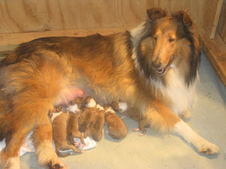 Diamante's Golden Dreams | Rough Collie 